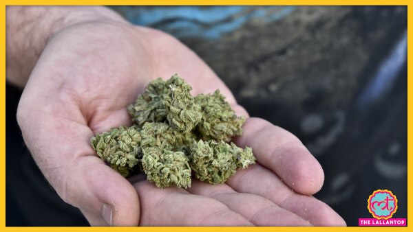 मैक्सिको में ड्रग्स की स्मगलिंग एक बड़ा मुद्दा है लेकिन सरकार इसे रोकने में नाकामयाब रही है. (एएफपी) Drugs In Mexico