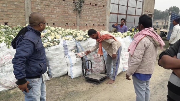 ओमप्रकाश की फसल को तौल कर भुगतान किया गया. फोटो- जहांगीर आलम Samastipur 2
