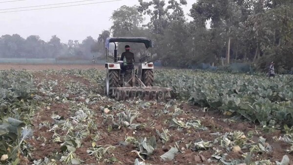 गोभी के हरे-भरे खेत में ट्रैक्टर चलाता किसान. (फोटो- जहांगीर आलम) Samastipur