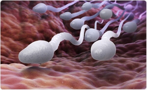 स्पर्म्स का ग्राफिक इलस्ट्रेशन. Sperms 2