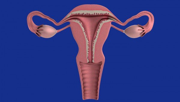 यूटरस का एक ग्राफिक इलस्ट्रेशन. (सांकेतिक तस्वीर: पिक्साबे) Uterus Pixa 700
