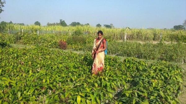 अपनी नर्सरी में पौधों की देखभाल करतीं विनीता. (तस्वीर: अंचल श्रीवास्तव/आज तक) Vinita Pal 1