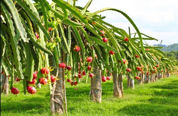 ड्रैगन फ्रूट प्लांट Dragan Plant