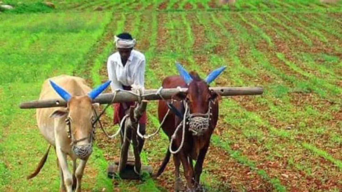प्रतीकात्मक तस्वीर- हल चलाता किसान Farmers 1589443799 749x421