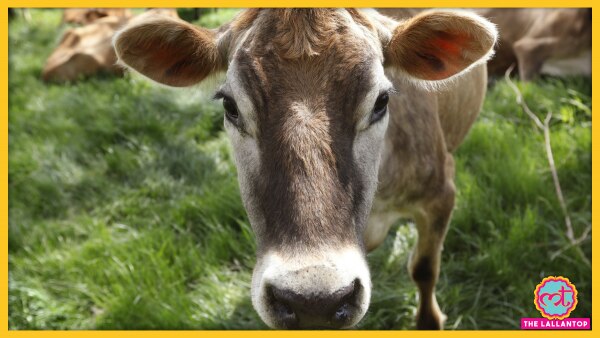 भारतीय समाज में गाय का विशेष महत्व रहा है. (तस्वीर: एपी) Quiz On Cow In Hindi