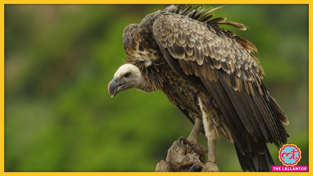 गिद्धों के बारे में ये बात जानकर उनसे नफरत नहीं कर पाएंगे Why