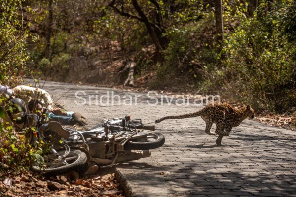 तस्वीर- facebook.com/srisiv Leopard