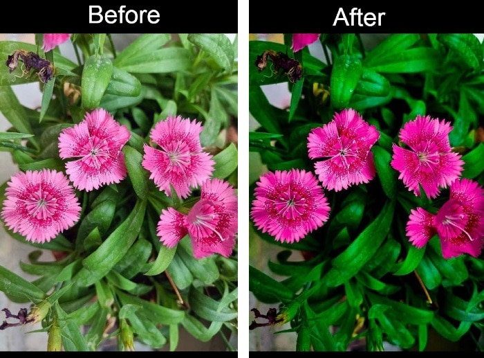 लाइटरूम में फ़ोटो एडिट करने के बाद कुछ इस तरह आराम से बन जाती हैं. Lightroom Before After