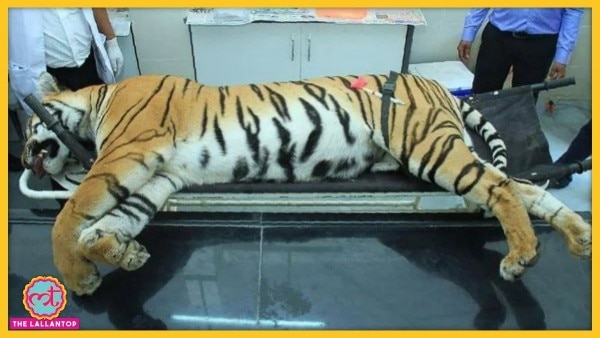 Avni T1 Tigress