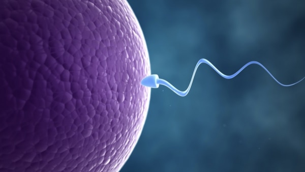 स्पर्म के क्रोमोज़ोम पर निर्भर करता है कि बच्चे का जेंडर क्या होगा. Remedies For Getting A Baby Boy (2)
