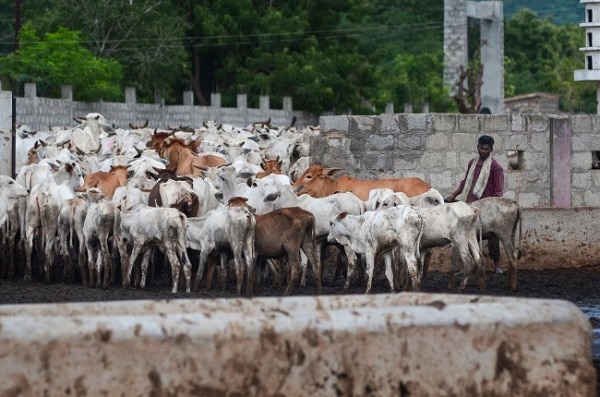 (तस्वीर- पीटीआई) Cow