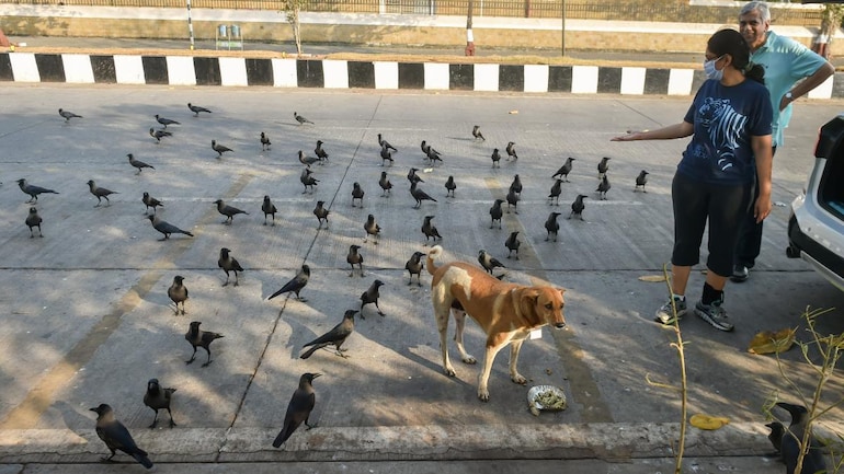 चिड़िया और कुत्तों को खाना खिलाते एक महिला और पुरुष. फ़ाइल फ़ोटो Dog Feeding