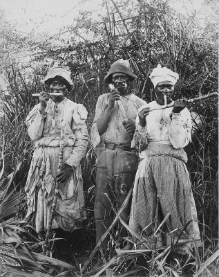 Jamaica Sugarcane Jamaica Sugarcane