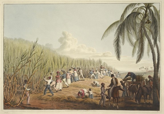 Sugarcane Agricultue Sugarcane Agricultue