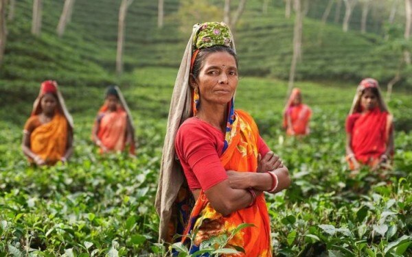 इस तस्वीर में दिख रहे हैं चाय के बागान. और दिख रही हैं वहां काम करने वाली महिलाएं. ये कामकाज़ी महिलाओं की तस्वीर है. फोटो- Pixabay Working Woman