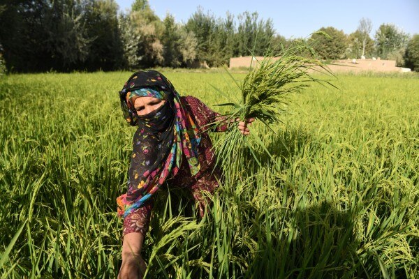 तालिबान (Taliban) ने अपने शासन में गैरकानूनी अर्थव्यवस्था को बढ़ावा दिया. हालांकि, दूसरी तरफ पहले के मुकाबले उथल-पुथल कम हो जाने से कृषि क्षेत्र में उत्पादन बढ़ा. (प्रतीकात्मक फोटो: कॉमन सोर्स)