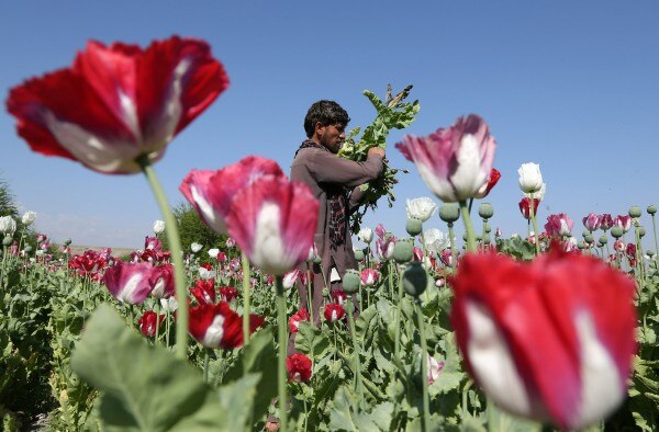 तालिबान (Taliban) की कमाई का एक बड़ा हिस्सा अफीम की खेती, हेरोइन निर्माण और उसकी तस्करी से आता है.