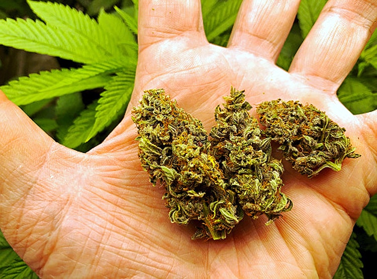 कैनेबिस यानी कि गंजे की प्रतीकात्मक तस्वीर. फ़ोटो-आजतक Marijuana