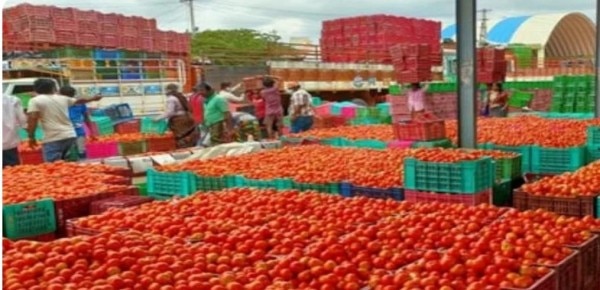 सांकेतिक तस्वीर. Tomato (2)