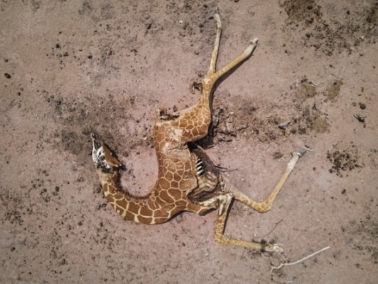 (फोटो: Ed Ram/ Getty Images) kenya