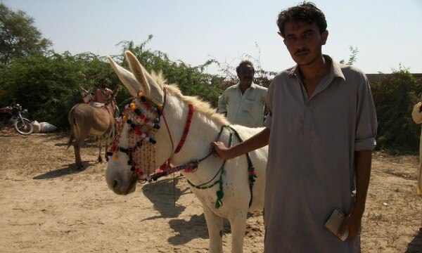 donkey festival pakistan