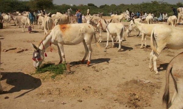 donkey festival of pakistan