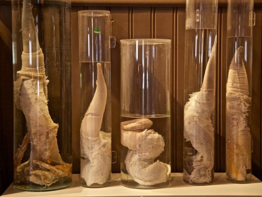  Icelandic Phallological museum, iceland, pictures