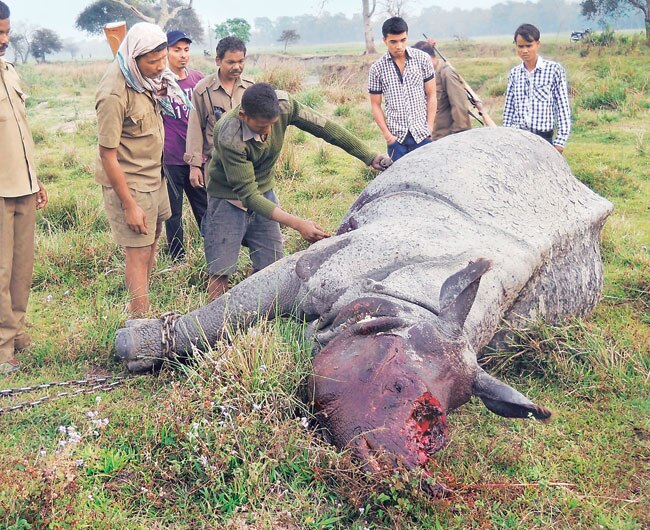 A rhinoceros found killed by militants in Assam