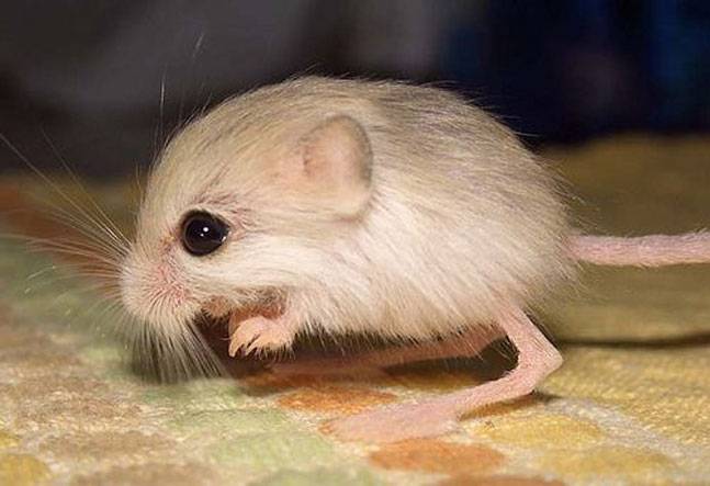 smallest mammal