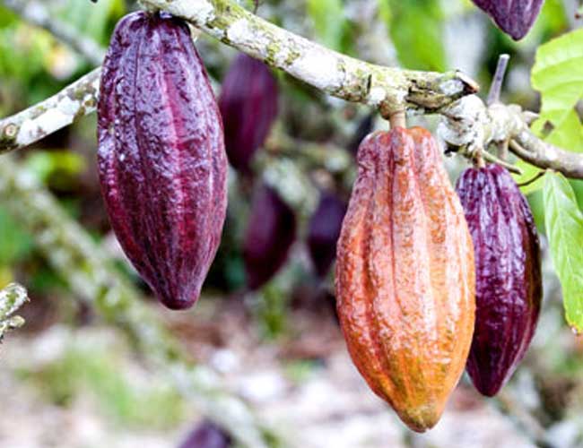 20 foods that increase your sex desire