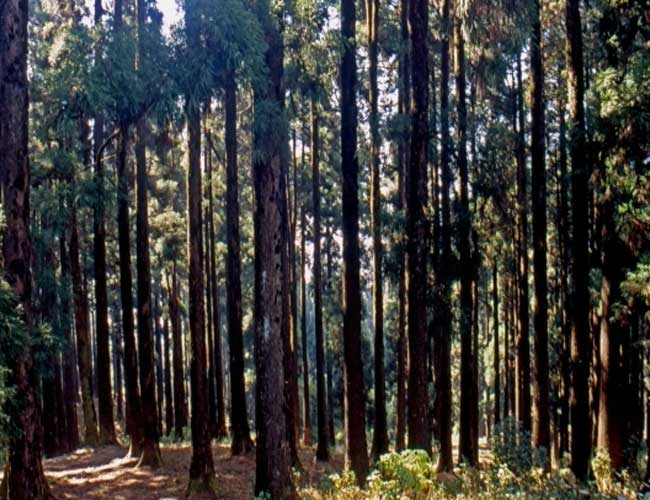 Dow Hill, Kursiang (West Bengal)The dense forest of this hill has witnessed several deaths and may be this is the reason why people are scared to their bones while crossing this area. Strange voices and apparitions have been seen by people.