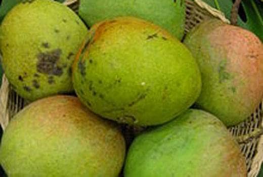 बॉम्बे ग्रीन