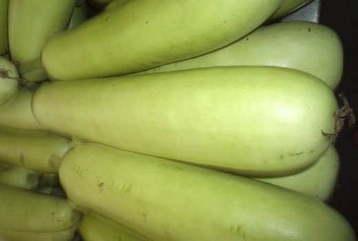 लौकी