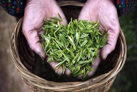 सिल्वर टिप्स इम्पिरियल चाय (Silver Tips Imperial Tea)