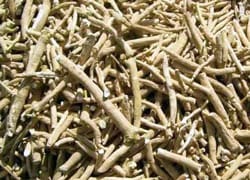ठंड में सेहतमंद है मूसली का सेवन, होते हैं चौंकाने वाले फायदे