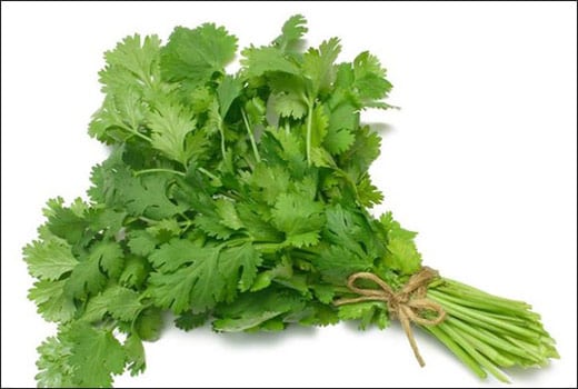 ऐसे रखें धनिया पत्ती बिल्कुल फ्रेश...