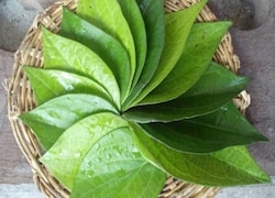 ऐसे बनाइए स्वादिष्ट पान ठंडाई....!!