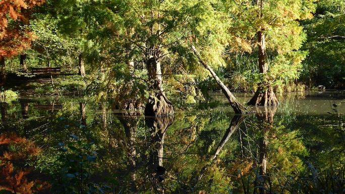 Why You Should Care About Mangroves As Much As You Do About Your Next Beach Holiday