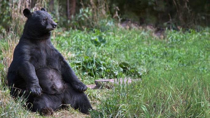 The Bear Who Came To Dinner: A 7-Foot Behemoth Strikes A Remarkable Friendship With The Author