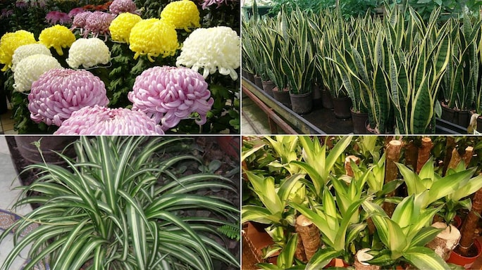 5 Plants That Will Help You Fight Against Indoor Pollution