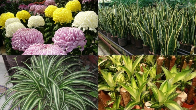 5 Plants That Will Help You Fight Against Indoor Pollution