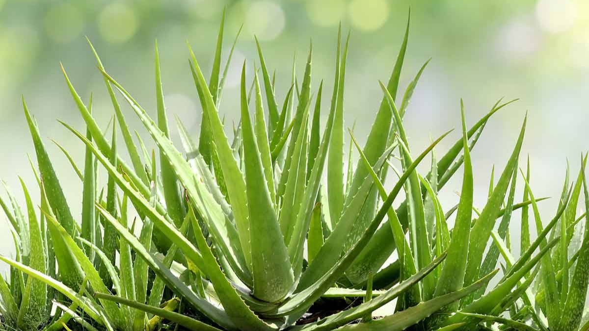 Aloe To The Rescue 