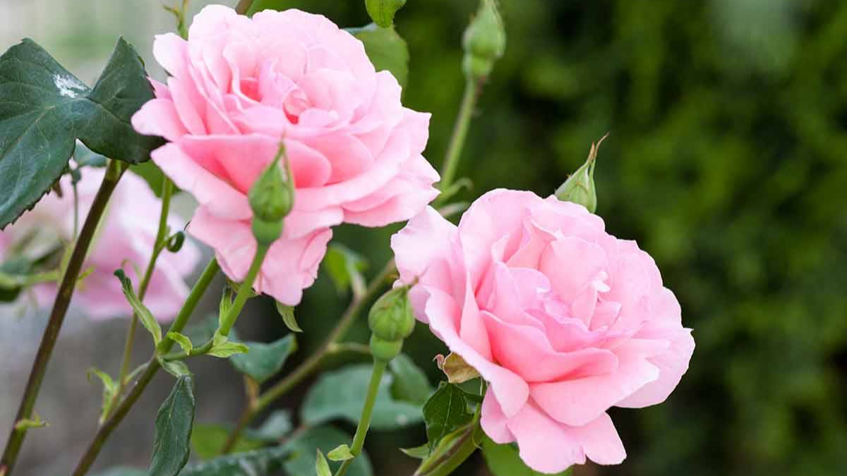 Say Yes To Flower Power