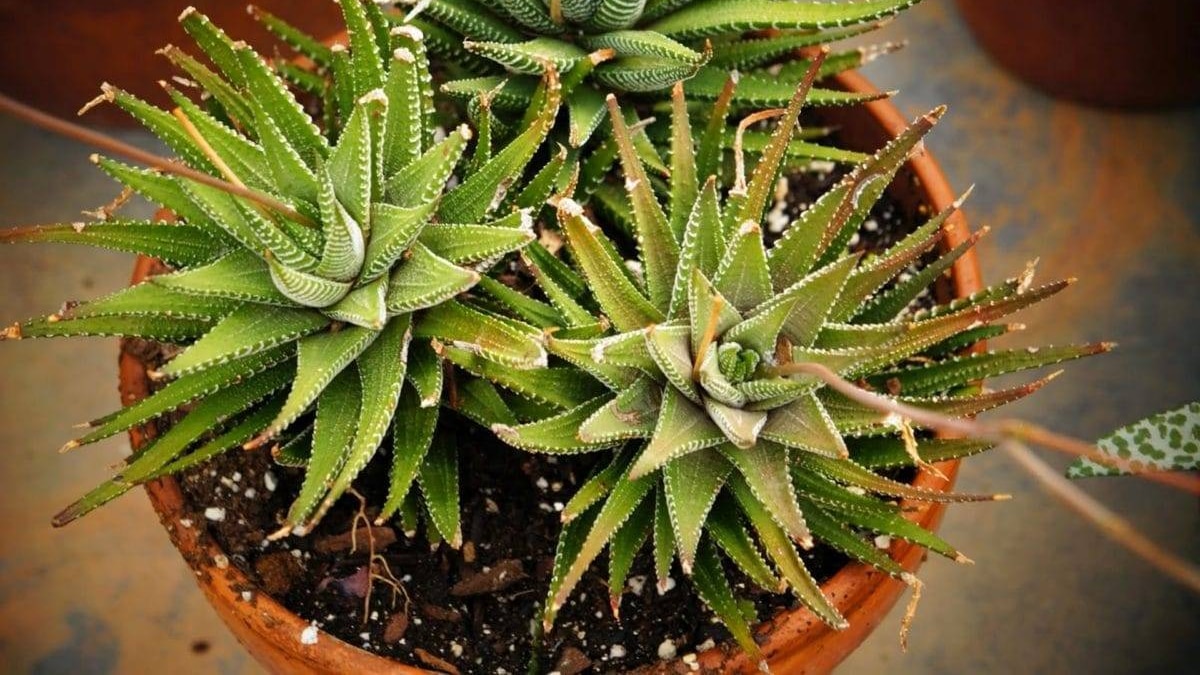 5 Skin Foods You Must Use In Summer