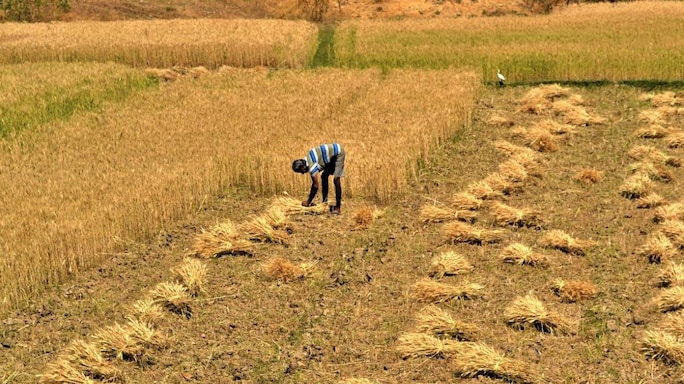 Lockdown Heroes: Siblings Donate Wheat Worth ₹2.5 Lakh To The Needy