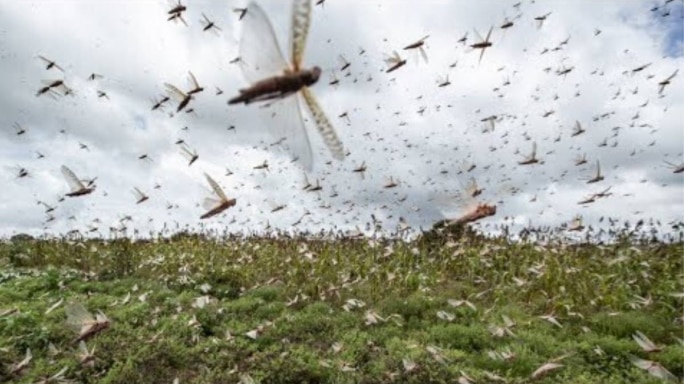 India And Locust Invasions: 10 Facts You Should Know From History