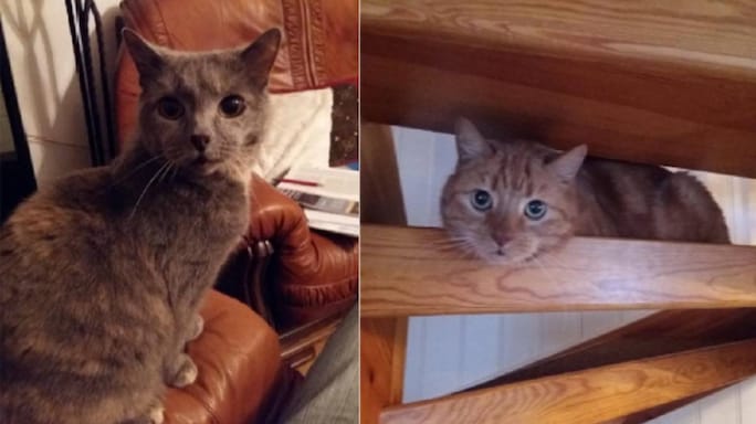 An Indelible Bond Of The Feline Persuasion