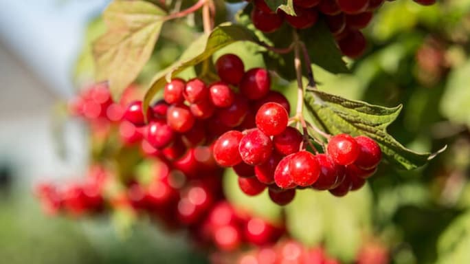 5 Reasons You Should Be Eating Cranberries
