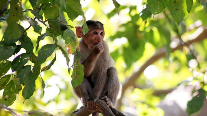 Strange Simian Behaviour, Unsolicited Marital Advice And More