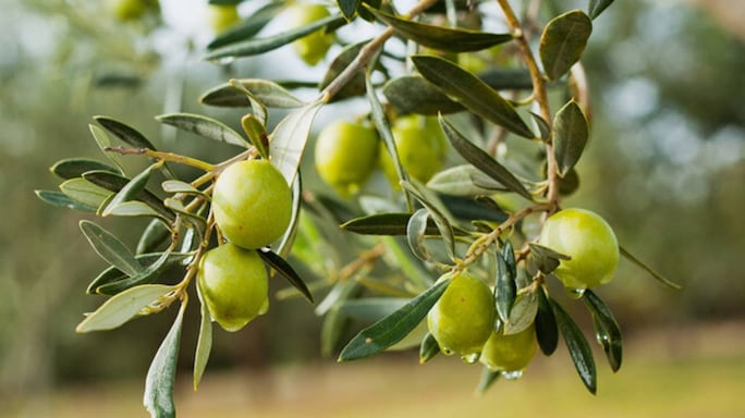 Why You Should Make Olives A Part Of Your Diet